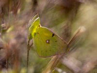 Colias croceus male Vendicari, Sicily, Italy 20110802 315