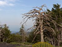 Etna Nord, Sicily, Italy 20110805 673