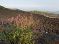 Centranthus ruber Etna Sud, Sicily, Italy 20110804 359