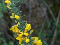 Ulex europaeus Monte de Agua, Tenerife, Canary Islands, Spain 20110222 037