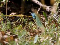 Lacerta viridis Akseki new site, Turkey 20120625 152