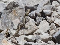 Laudakia stellio Akseki rubbish dump, Turkey 20120625 176