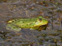 Pelophylax esculentus Van southern marshes, Turkey 20120703 410