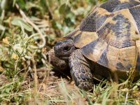 Testudo hermanni Akseki new site, Turkey 20120625 158