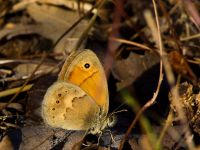 Coenonympha pamphilus Akseki wall plantation, Turkey 20120625B 009