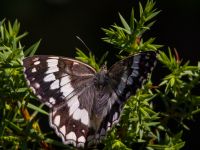 Melanargia larissa Balkan Marbled White Akseki pine wood, Turkey 20120625B 055