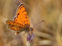 Melitaea didyma Haclar, Turkey 20120625B 332