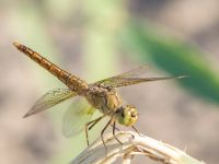 Brachythemis fusciopalliata Birecik gravel pits, Turkey 20120628B 196