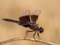 Brachythemis fusciopalliata male Akgöl, Turkey 20120627B 027