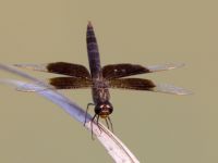 Brachythemis fusciopalliata male Akgöl, Turkey 20120627B 048