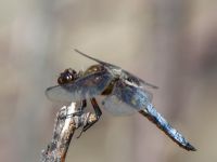 Libellula depressa ad male Haclar, Turkey 20120625B 352