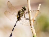 Orthetrum sabina Birwecik Ibis centre, Turkey 20120628B 246