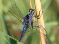 Orthetrum trinacria Birecik gravel pits, Turkey 20120628B 217