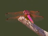 Trithemis annulata Birecik gravel pits, Turkey 20120628C 206