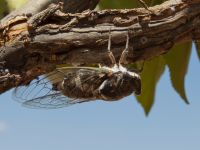 Lyristes plebejus Durnalik, Turkey 20120705 266