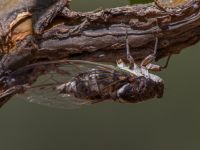 Lyristes plebejus Durnalik, Turkey 20120705B 073