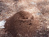 Ant nest Uzuncaburc, Turkey 20120627 20120627 339