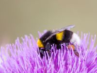 Bombus terrestris Uzuncaburc, Turkey 20120627B 292