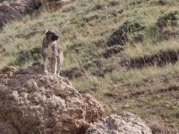 Canis lupus familiaris Ishak Pasha Palace, Turkey 20120703 157