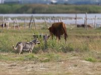 Canis lupus familiaris Van southern marshes, Turkey 20120703 323