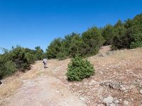 Akseki pine wood, Turkey 20120625 004