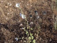 Alcea rosea Halfeti, Turkey 20120629 111