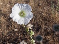 Alcea rosea Halfeti, Turkey 20120629 112