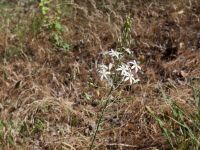 Anthericum ramosum Haclar, Turkey 20120625 019