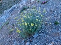 Asteraceae Mountain pass 9.5 km NE Yarpuz, Turkey 20120625 029