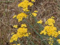 Asteraceae Uzuncaburc, Turkey 20120627B 344