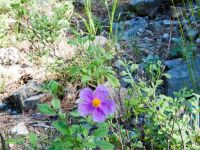 Cistus parviflorus Akseki pine wood, Turkey 20120625 001