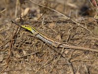 Ophisops elegans Snake-eyed Lizard Pine wood Side, Turkey 20120624 011