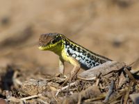 Ophisops elegans Snake-eyed Lizard Pine wood Side, Turkey 20120624 017